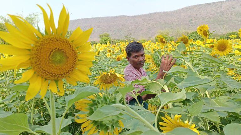 ସୂର୍ଯ୍ୟମୁଖୀ ଚାଷ ପ୍ରତି ବଢୁଛି ଚାଷୀଙ୍କ ଆଗ୍ରହ(୧)