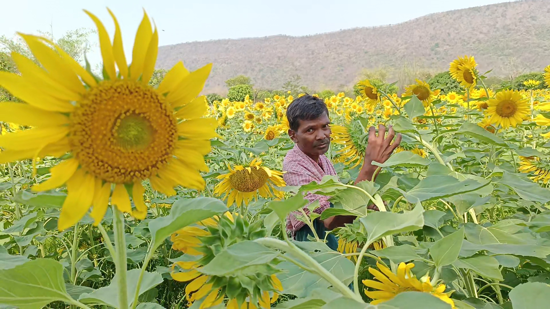 ସୂର୍ଯ୍ୟମୁଖୀ ଚାଷ ପ୍ରତି ବଢୁଛି ଚାଷୀଙ୍କ ଆଗ୍ରହ(୧)